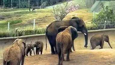 Elephant farm, San Diego Zoo Live Cam