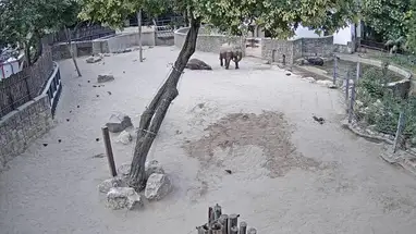 Éléphants, zoo de Budapest webcam en direct