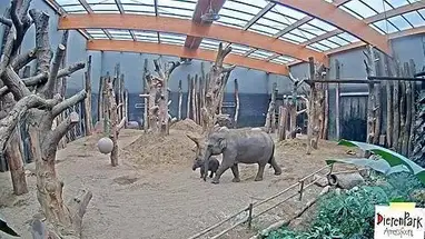 Elephants Cam, Dieren Park Live Cam