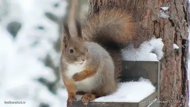 Nuuksio Highlands Feeder Live Cam