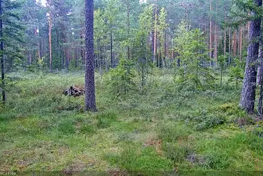 Badger burrows, Estonia