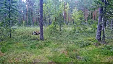 Madrigueras de tejones, Estonia cámara web en vivo