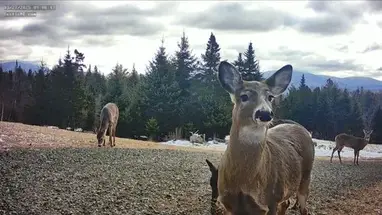 Eustis Deer, Maine online-webcam