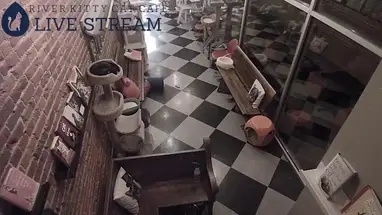 Веб-камера Кафе River Kitty Cat, Индиана в реальном времени