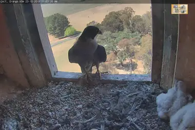 Webcam in the peregrine falcon nest, Orange