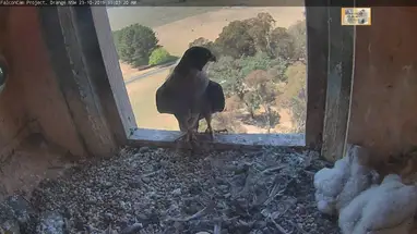 अंदर पेरेग्रीन बाज़ का घोंसला, नारंगी लाइव वेबकैम प्रसारण