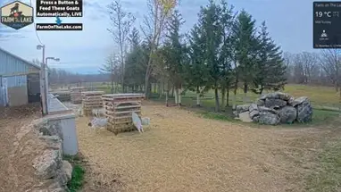 Granja en el lago "Goat Village cámara web en vivo