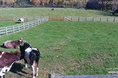 Kuhstallweide, Farm Sanctuary, Watkins Glen
