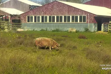 Schweineweide, Farm Sanctuary, Watkins Glen