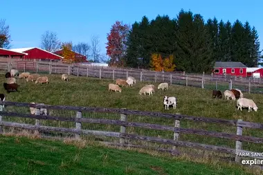 Schafweide, Farm Sanctuary, Watkins Glen