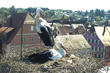 Webcam at the stork nest in Feuchtwangen, Germany
