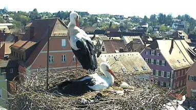 Leylek yuvası, Feuchtwangen, Almanya canlı web kamerası