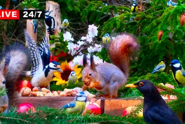 Finnish Garden Wildlife Feeder - Blossom Season