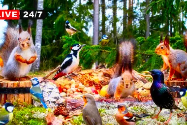 Finnish Woodland Wildlife Feeder