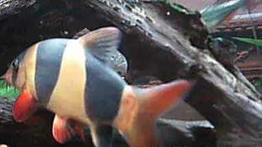 ダウンタウン水族館、デンバー ウェブカメラのライブストリーム