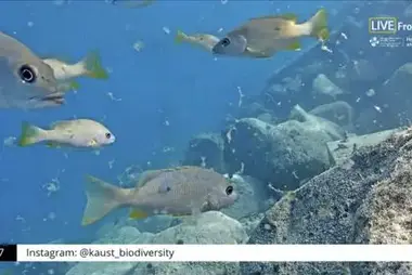Fishkam Live, Saoedi -Arabië