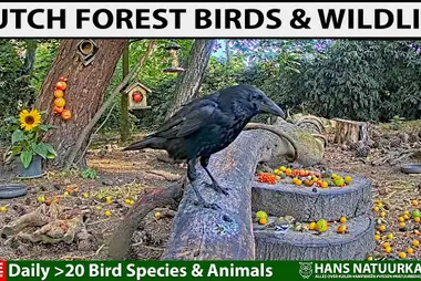 Forest Bird Feeder Cam