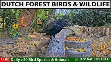 Comedero para pájaros del bosque, Brabante Septentrional cámara web en vivo