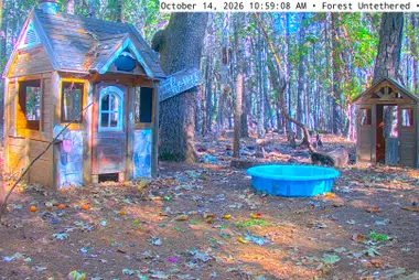 Estación de alimentación de fauna en el bosque, sur de Oregón