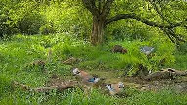 Forest Wildlife Cam, Denmark Live Cam