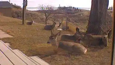 Lago Fort Peck de Sunlite Dreams cámara web en vivo