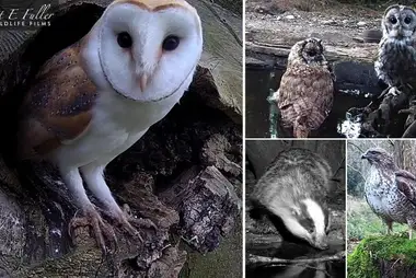 Barn Owls & Other Wildlife