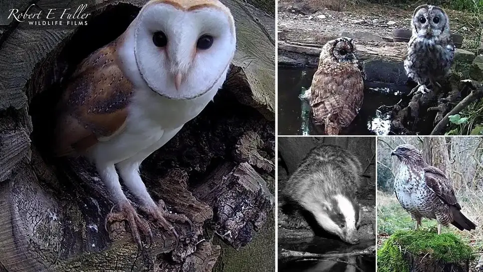 Live Webcam Barn Owls And Other Wildlife ️ Webcamera24
