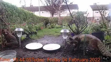 Volpi rosse irlandesi selvagge, Dublino webcam dal vivo