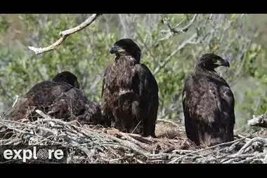 Webcam at the Bald Eagle's Nest, Fraser Point, Santa Cruz Island