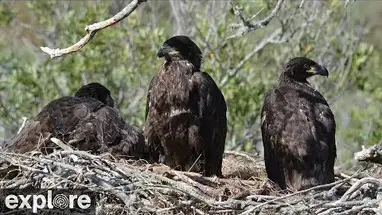 Kaal Adelaarsnest, Fraser Point, Santa Cruz Island online-webcam