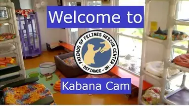 Centre de Secours des Amis des Félins webcam en direct