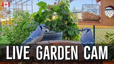 Mangiatoia per uccelli, Parco Nazionale di Banff, Alberta meridionale webcam dal vivo