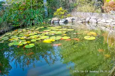 Garden Lily Pond, Ruda Śląska