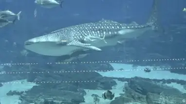 Ocean Voyager, Georgia Aq. kamera na żywo