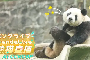 Giant Panda Cam