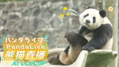 Großer Panda, Sichuan Online-Webcam