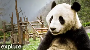 Reuzenpanda, Gengda-vallei online-webcam