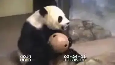 Pandas gigantes, Zoológico Nacional del Smithsonian cámara web en vivo