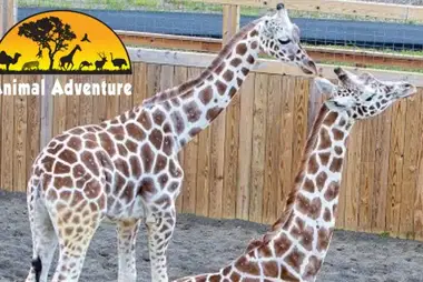 Giraffe, Animal Adventure Park, Harpursville