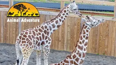 Girafe, parc aventure animalier, Harpursville webcam en direct