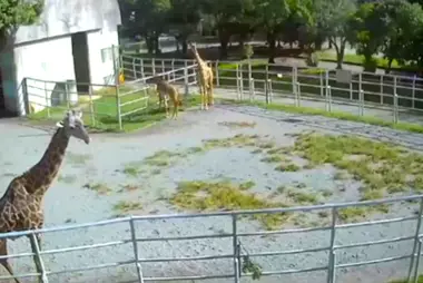 Recinto delle giraffe, zoo di Kumamoto