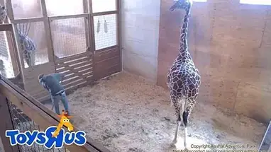 Giraffes farm, New York Live Cam