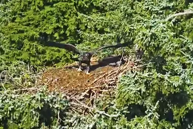 Eagles nest at Glacier Gardens, Juneau