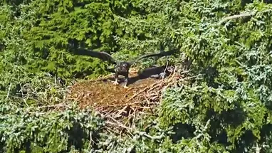 Eagles nest at Glacier Gardens, Juneau Live Cam