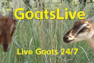 Goats, Brooksville