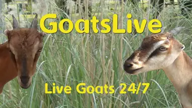 Goats, Brooksville Live Cam
