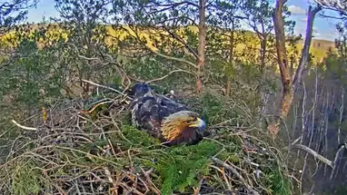 Golden Eagles Nest, Latvia Live Cam