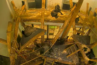 Gorilla Indoor Enclosure, GaiaZOO