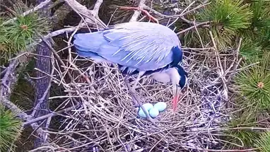 회색 왜가리 서식지, Biborteni의 둥지 웹캠 라이브 스트림