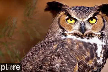 Great Horned Owl Webcam, Montana